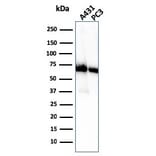 Western Blot - Anti-CD73 Antibody [NT5E/2505] (A249537) - Antibodies.com