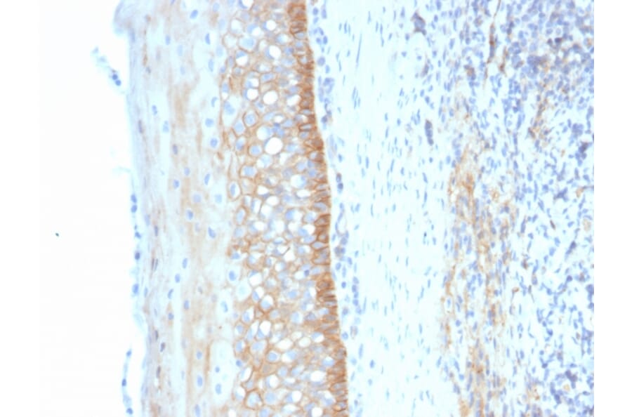 Immunohistochemistry - Anti-CD73 Antibody [NT5E/2545] (A249538) - Antibodies.com
