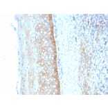 Immunohistochemistry - Anti-CD73 Antibody [NT5E/2545] (A249538) - Antibodies.com