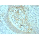 Immunohistochemistry - Anti-CD73 Antibody [NT5E/2545] (A249538) - Antibodies.com