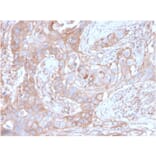 Immunohistochemistry - Anti-CD73 Antibody [NT5E/2646] (A249539) - Antibodies.com