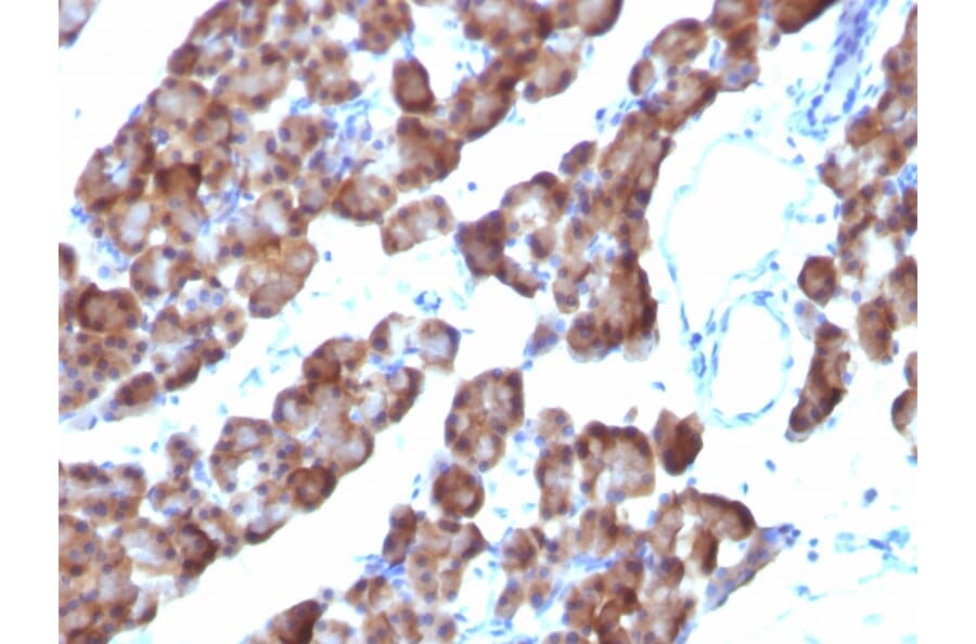 Immunohistochemistry - Anti-Ornithine Decarboxylase Antibody [ODC1/485] (A249542) - Antibodies.com