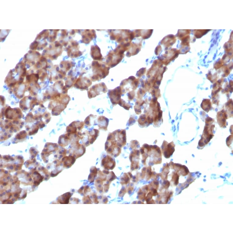 Immunohistochemistry - Anti-Ornithine Decarboxylase Antibody [ODC1/485] (A249542) - Antibodies.com