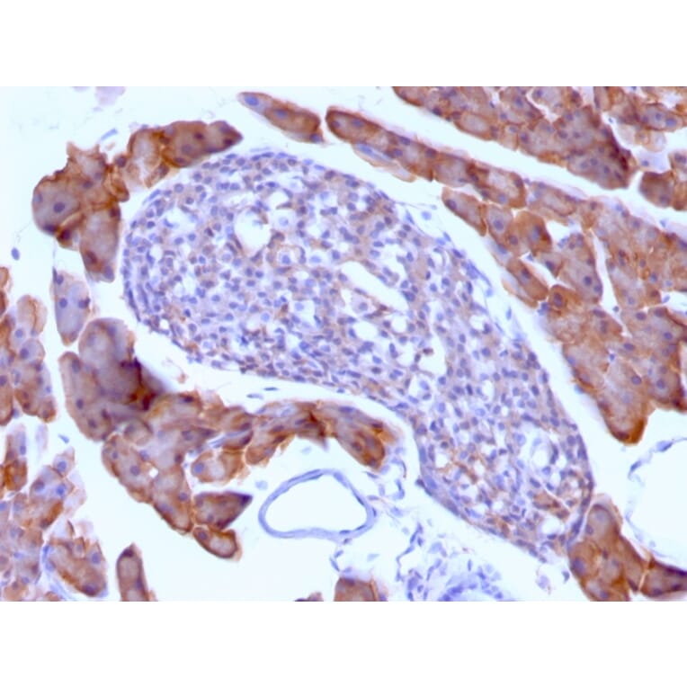 Immunohistochemistry - Anti-Ornithine Decarboxylase Antibody [ODC1/485] (A249542) - Antibodies.com
