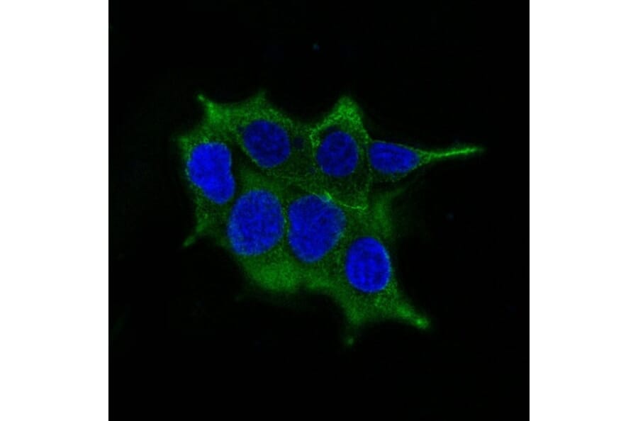 Immunofluorescence - Anti-Ornithine Decarboxylase Antibody [ODC1/485] (A249542) - Antibodies.com