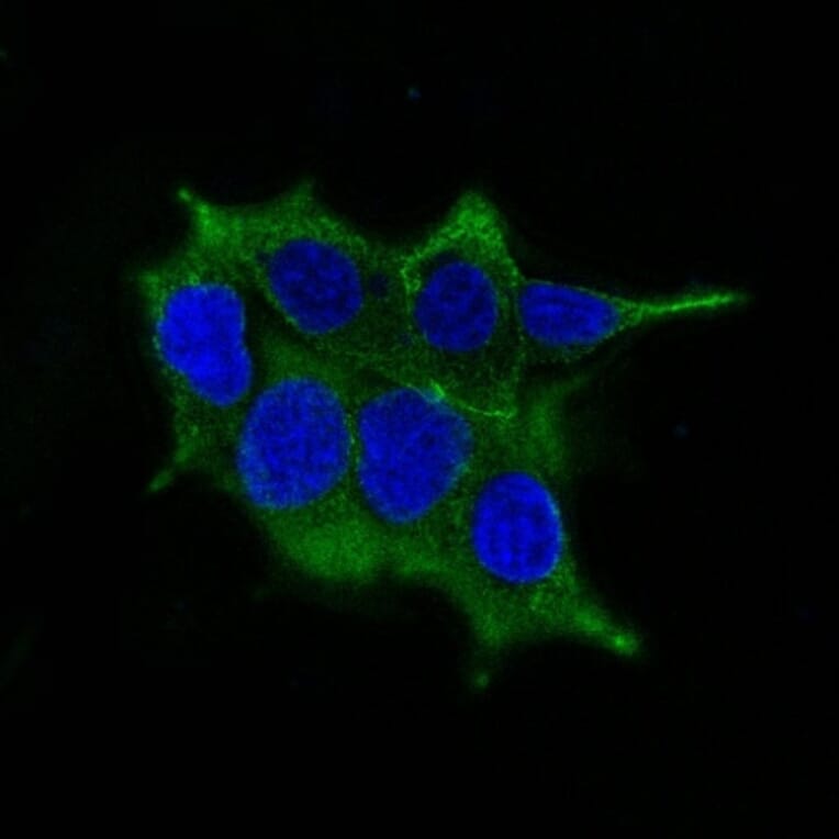 Immunofluorescence - Anti-Ornithine Decarboxylase Antibody [ODC1/485] (A249542) - Antibodies.com