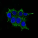 Immunofluorescence - Anti-Ornithine Decarboxylase Antibody [ODC1/485] (A249542) - Antibodies.com