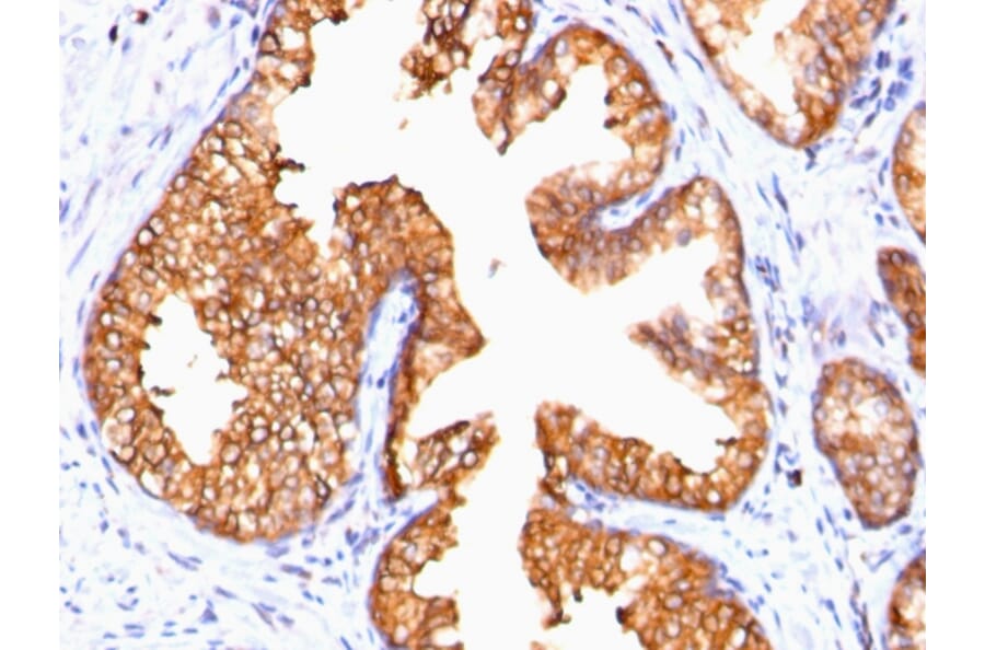 Immunohistochemistry - Anti-Ornithine Decarboxylase Antibody [ODC1/485] (A249542) - Antibodies.com