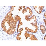 Immunohistochemistry - Anti-Ornithine Decarboxylase Antibody [ODC1/485] (A249542) - Antibodies.com
