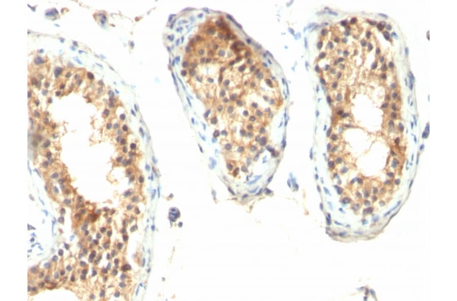 Immunohistochemistry - Anti-Ornithine Decarboxylase Antibody [ODC1/485] (A249542) - Antibodies.com