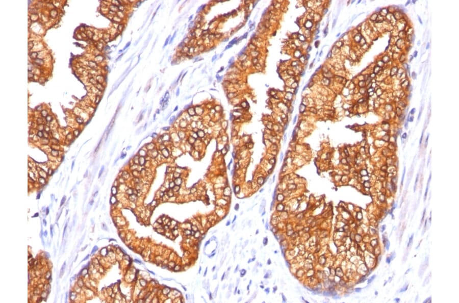 Immunohistochemistry - Anti-Ornithine Decarboxylase Antibody [SPM565] (A249542) - Antibodies.com