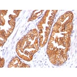 Immunohistochemistry - Anti-Ornithine Decarboxylase Antibody [SPM565] (A249542) - Antibodies.com