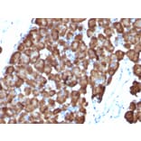 Immunohistochemistry - Anti-Ornithine Decarboxylase Antibody [ODC1/486] (A249544) - Antibodies.com