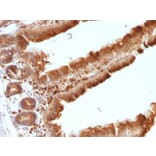Immunohistochemistry - Anti-Ornithine Decarboxylase Antibody [ODC1/486] (A249544) - Antibodies.com