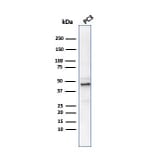 Western Blot - Anti-Ornithine Decarboxylase Antibody [ODC1/486] (A249544) - Antibodies.com