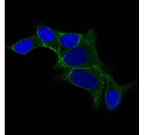 Immunofluorescence - Anti-Ornithine Decarboxylase Antibody [ODC1/487] (A249544) - Antibodies.com