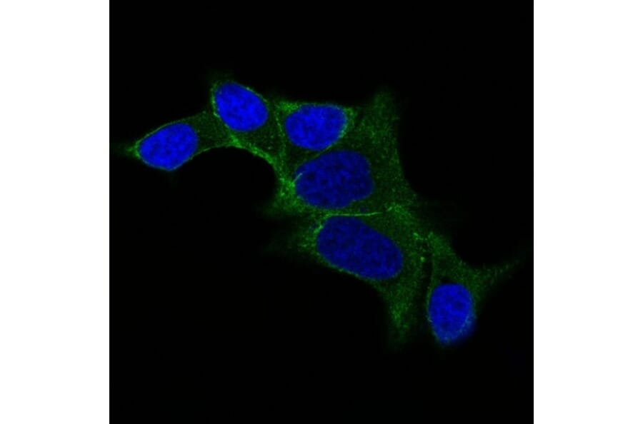 Immunofluorescence - Anti-Ornithine Decarboxylase Antibody [ODC1/487] (A249544) - Antibodies.com