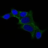 Immunofluorescence - Anti-Ornithine Decarboxylase Antibody [ODC1/487] (A249544) - Antibodies.com