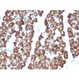 Immunohistochemistry - Anti-Ornithine Decarboxylase Antibody [ODC1/487] (A249545) - Antibodies.com