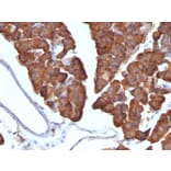 Immunohistochemistry - Anti-Ornithine Decarboxylase Antibody [ODC1/487] (A249545) - Antibodies.com