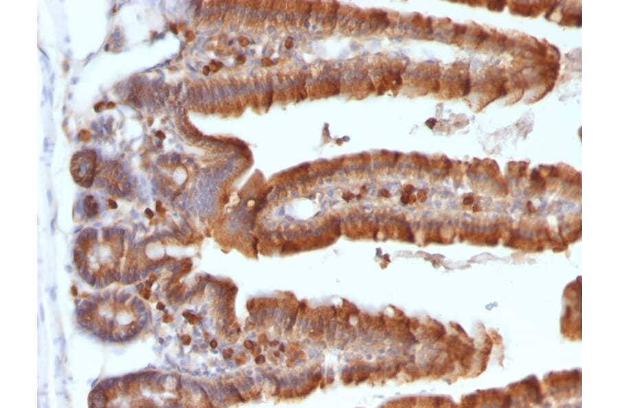 Immunohistochemistry - Anti-Ornithine Decarboxylase Antibody [ODC1/487] (A249545) - Antibodies.com
