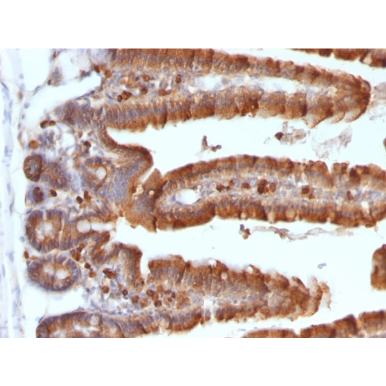Immunohistochemistry - Anti-Ornithine Decarboxylase Antibody [ODC1/487] (A249545) - Antibodies.com