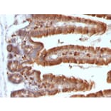 Immunohistochemistry - Anti-Ornithine Decarboxylase Antibody [ODC1/487] (A249545) - Antibodies.com