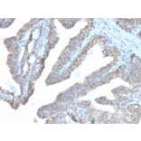 Immunohistochemistry - Anti-Ornithine Decarboxylase Antibody [rODC1/485] (A249545) - Antibodies.com