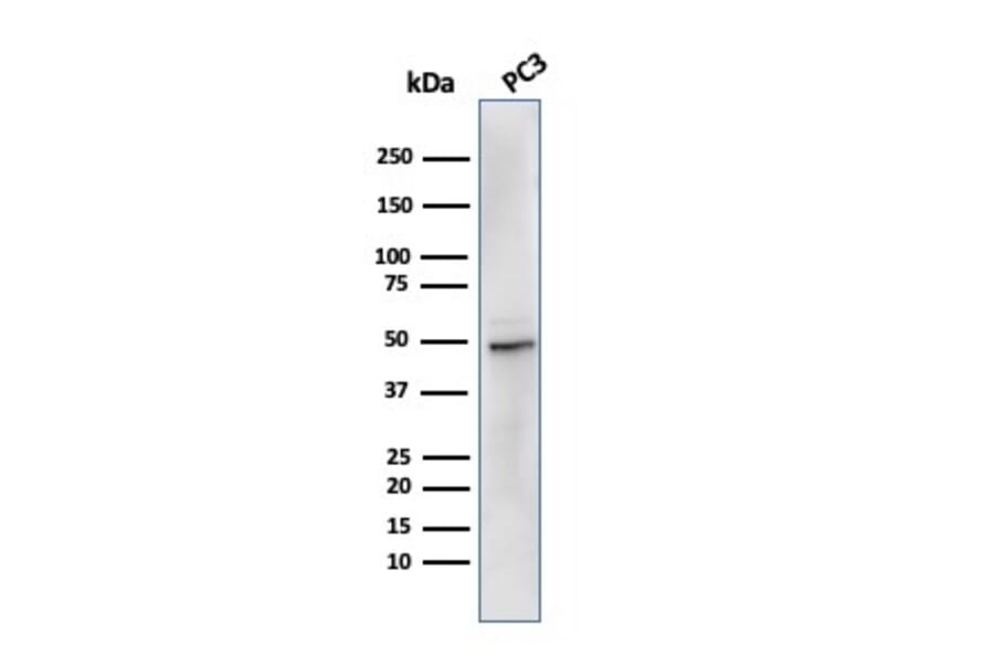 Western Blot - Anti-Ornithine Decarboxylase Antibody [rODC1/485] (A249546) - Antibodies.com