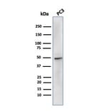 Western Blot - Anti-Ornithine Decarboxylase Antibody [rODC1/485] (A249546) - Antibodies.com
