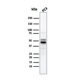 Western Blot - Anti-Ornithine Decarboxylase Antibody [ODC1/2878R] (A249547) - Antibodies.com