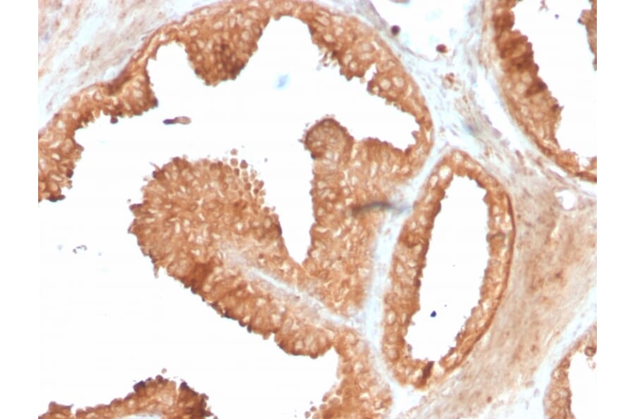 Immunohistochemistry - Anti-Ornithine Decarboxylase Antibody [ODC1/3636R] (A249547) - Antibodies.com