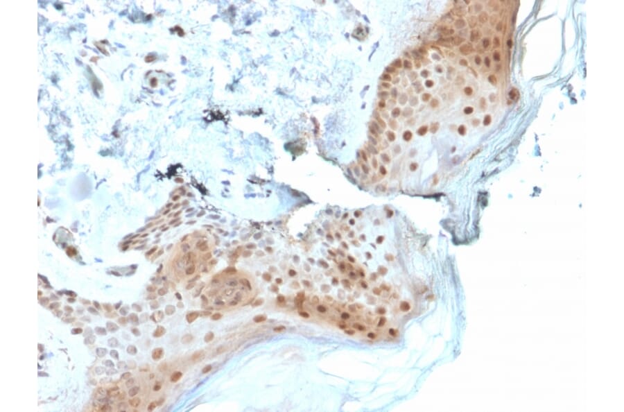 Immunohistochemistry - Anti-OGG1 Antibody [CPTC-OGG1-1] (A249548) - Antibodies.com