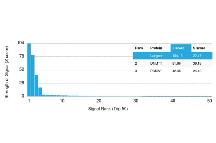 Protein Array - Anti-Langerin Antibody [LGRN/1821] (A249550) - Antibodies.com