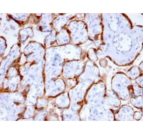 Immunohistochemistry - Anti-PAPP A Antibody [PAPPA/2715] (A249555) - Antibodies.com