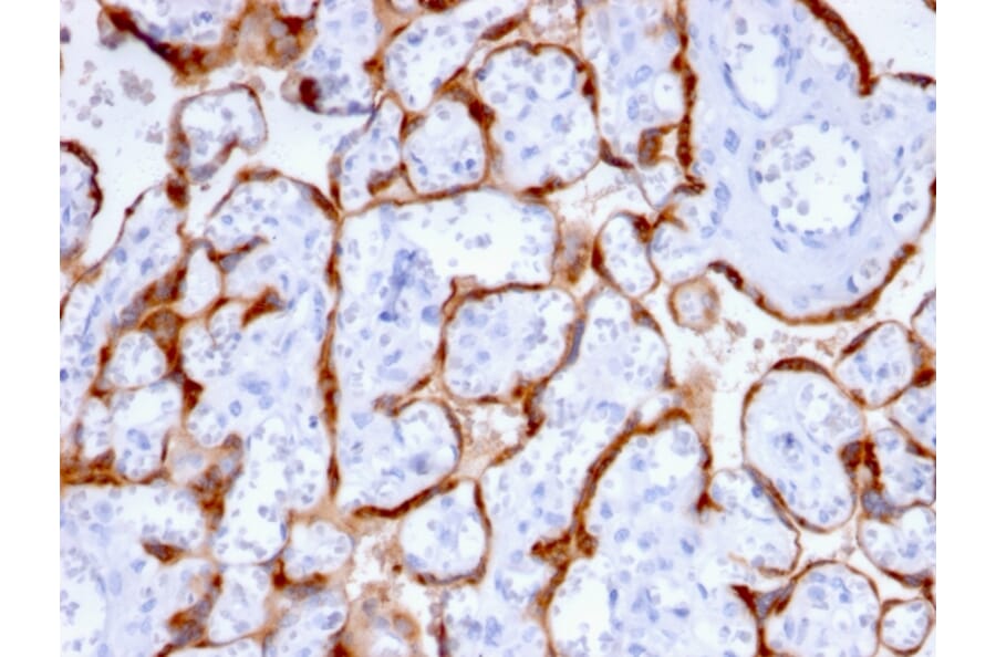 Immunohistochemistry - Anti-PAPP A Antibody [PAPPA/2715] (A249555) - Antibodies.com