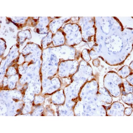 Immunohistochemistry - Anti-PAPP A Antibody [PAPPA/2715] (A249555) - Antibodies.com