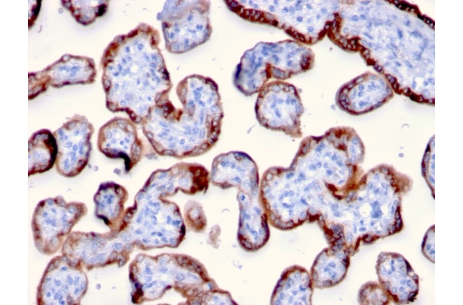 Immunohistochemistry - Anti-PAPP A Antibody [PAPPA/2715] (A249555) - Antibodies.com