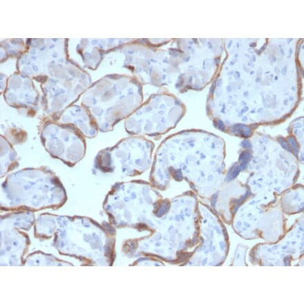 Immunohistochemistry - Anti-PAPP A Antibody [PAPPA/2716] (A249556) - Antibodies.com