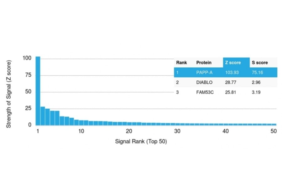 Protein Array - Anti-PAPP A Antibody [PAPPA/2716] (A249555) - Antibodies.com