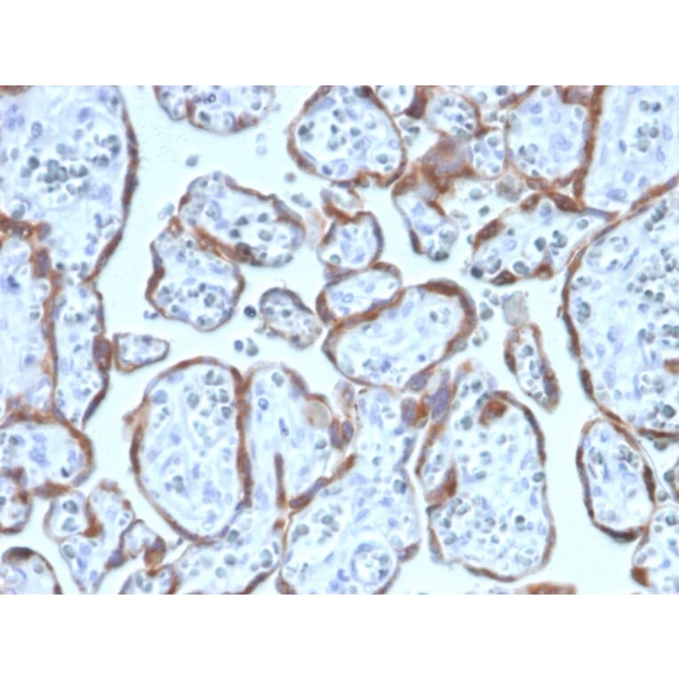 Immunohistochemistry - Anti-PAPP A Antibody [PAPPA/2717] (A249557) - Antibodies.com