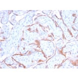 Immunohistochemistry - Anti-PAPP A Antibody [PAPPA/2718] (A249558) - Antibodies.com