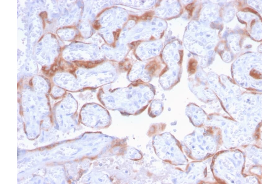 Immunohistochemistry - Anti-PAPP A Antibody [PAPPA/2718] (A249558) - Antibodies.com