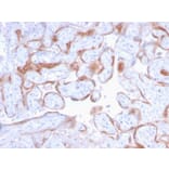 Immunohistochemistry - Anti-PAPP A Antibody [PAPPA/2718] (A249558) - Antibodies.com