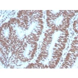 Immunohistochemistry - Anti-PAX2 Antibody [PAX2/1104] (A249559) - Antibodies.com