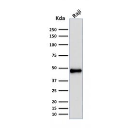 Western Blot - Anti-PAX5 Antibody [rPAX5/2060] (A249561) - Antibodies.com