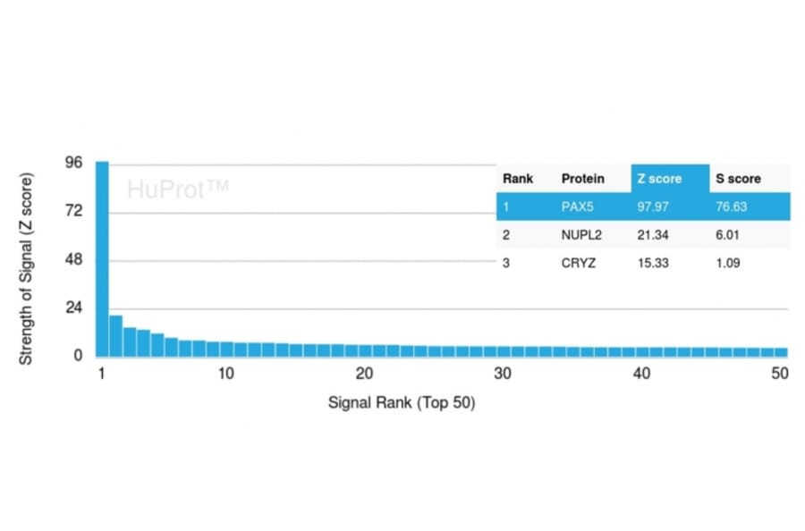 Protein Array - Anti-PAX5 Antibody [PAX5/3735] (A249562) - Antibodies.com