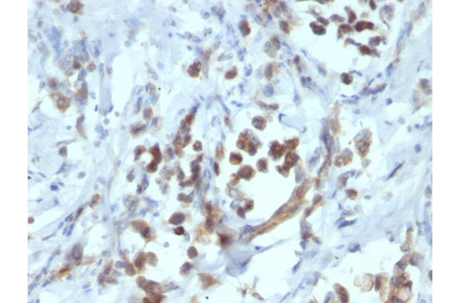 Immunohistochemistry - Anti-PAX6 Antibody [PAX6/1166] (A249566) - Antibodies.com