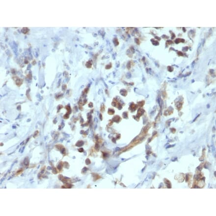 Immunohistochemistry - Anti-PAX6 Antibody [PAX6/1166] (A249566) - Antibodies.com