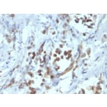 Immunohistochemistry - Anti-PAX6 Antibody [PAX6/1166] (A249566) - Antibodies.com